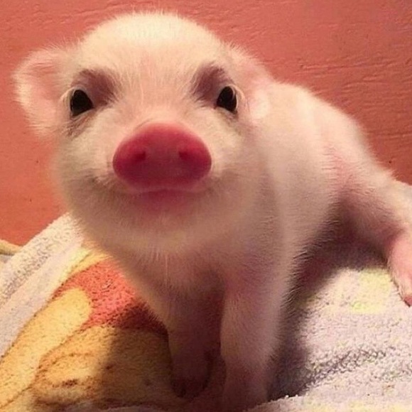 Meet your Posher, Lena - Picture 3 of 3