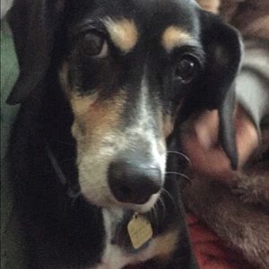 Meet your Posher, Annie