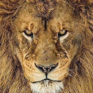 Meet your Posher, Young