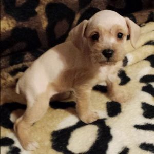 Meet your Posher, Dorene