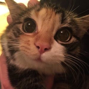 Meet your Posher, Lyssa