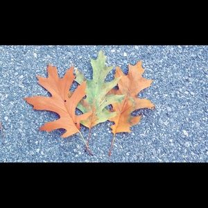 Meet your Posher, Halle