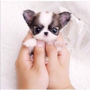 Meet your Posher, Alina