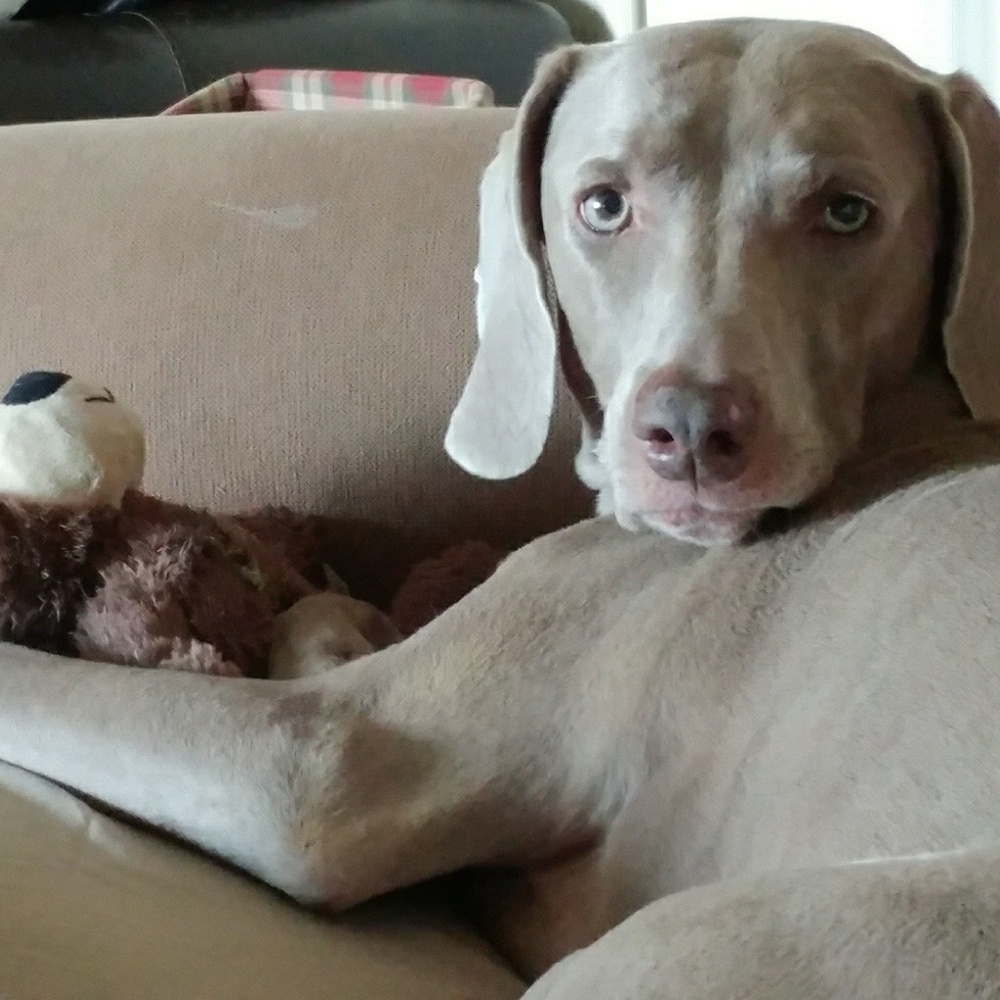 Meet your Posher, Kelly