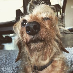 Meet your Posher, Brandi