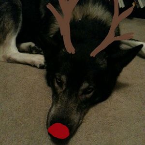 Meet your Posher, Cassy