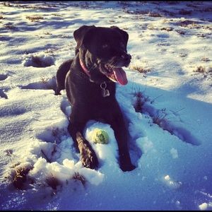 Meet your Posher, Britney