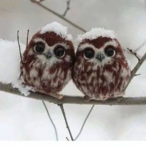 Meet your Posher, Gianelle