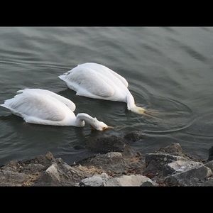 Meet your Posher, Lucy