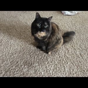 Meet your Posher, Kimmy