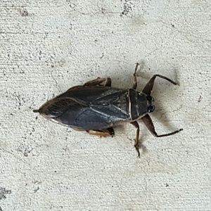 Meet your Posher, Kia