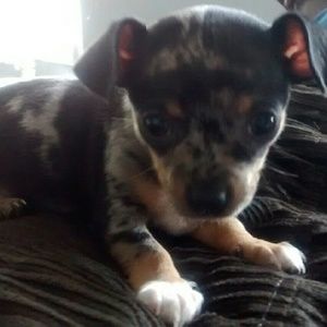 Meet your Posher, Renee