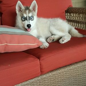 Meet your Posher, Samuel