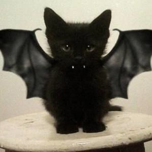 Meet your Posher, Lula