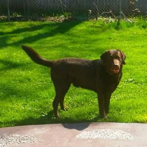 Meet your Posher, Charles