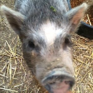 Meet your Posher, Devon