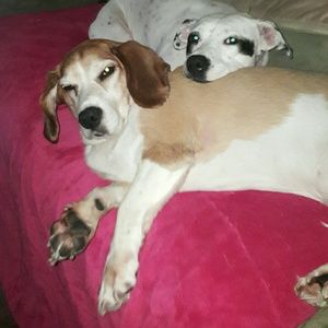 Meet your Posher, Maurice