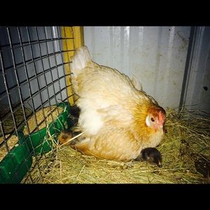 Meet your Posher, Karen