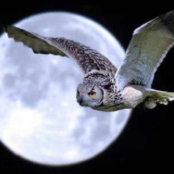 Meet your Posher, Tanya - Picture 1 of 1