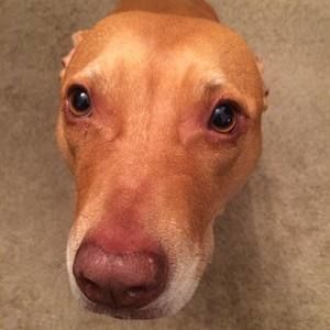 Meet your Posher, Greg