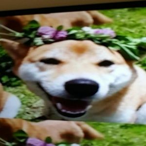 Meet your Posher, Alexia