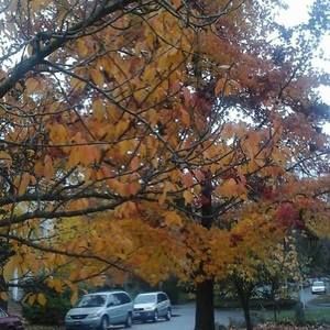 Meet your Posher, Deborah