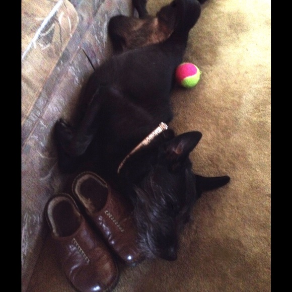 Meet your Posher, Kia - Picture 3 of 4