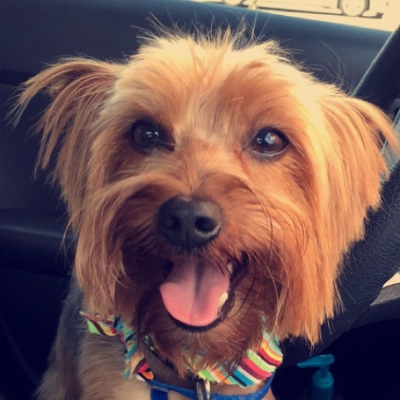Meet your Posher, Sammy
