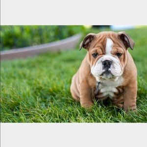 Meet your Posher, Lily