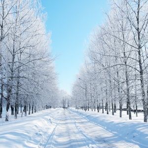 Meet your Posher, Rose