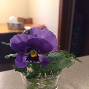 Meet your Posher, Marie