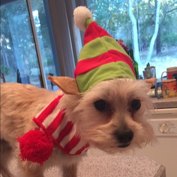 Meet your Posher, Josie - Picture 1 of 1