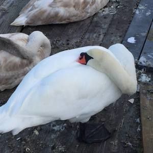 Meet your Posher, Duru