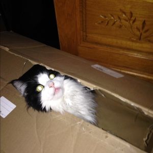 Meet your Posher, Kerri