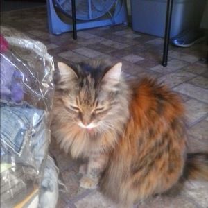 Meet your Posher, Robin