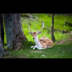 Meet your Posher, Lacy