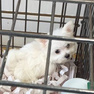 Meet your Posher, Jasmine