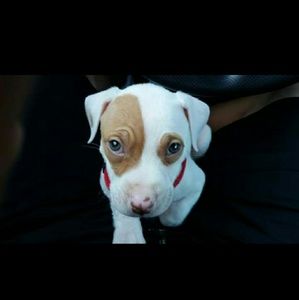 Meet your Posher, Jesus