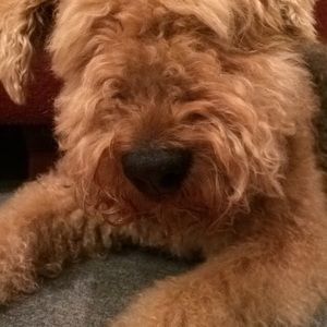 Meet your Posher, Alex