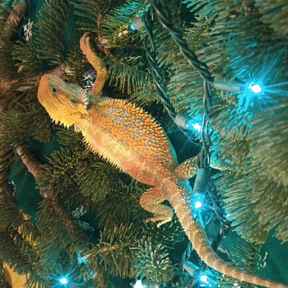 Meet your Posher, Manuela