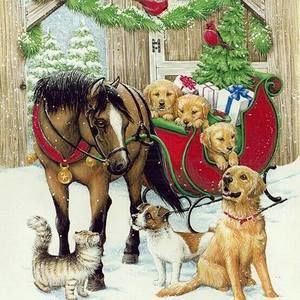 Meet your Posher, Brenda