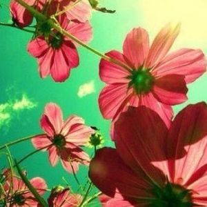 Meet your Posher, Dezirae