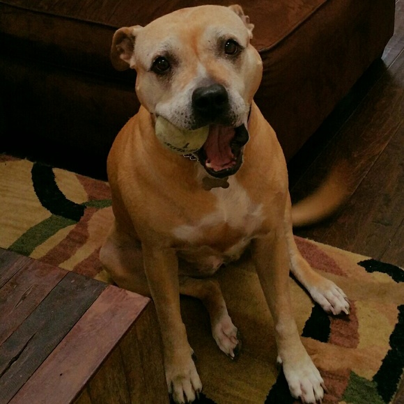 Meet your Posher, Jennifer - Picture 4 of 4