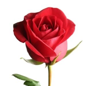 Meet your Posher, Daneya