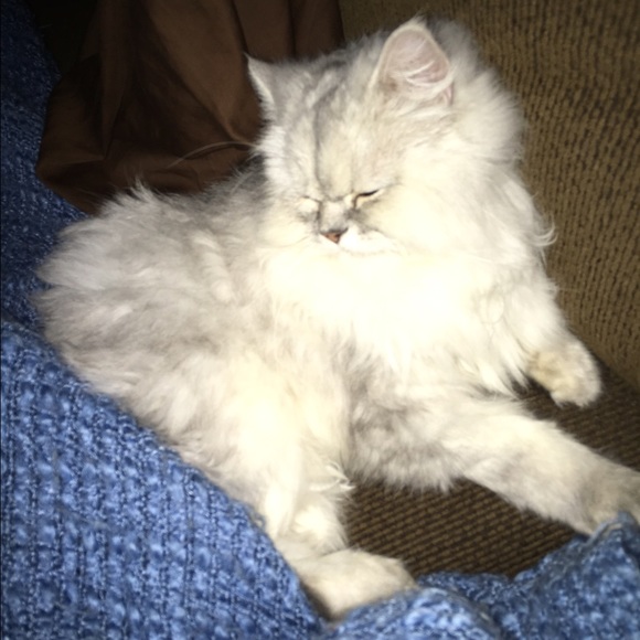 Meet your Posher, Farah