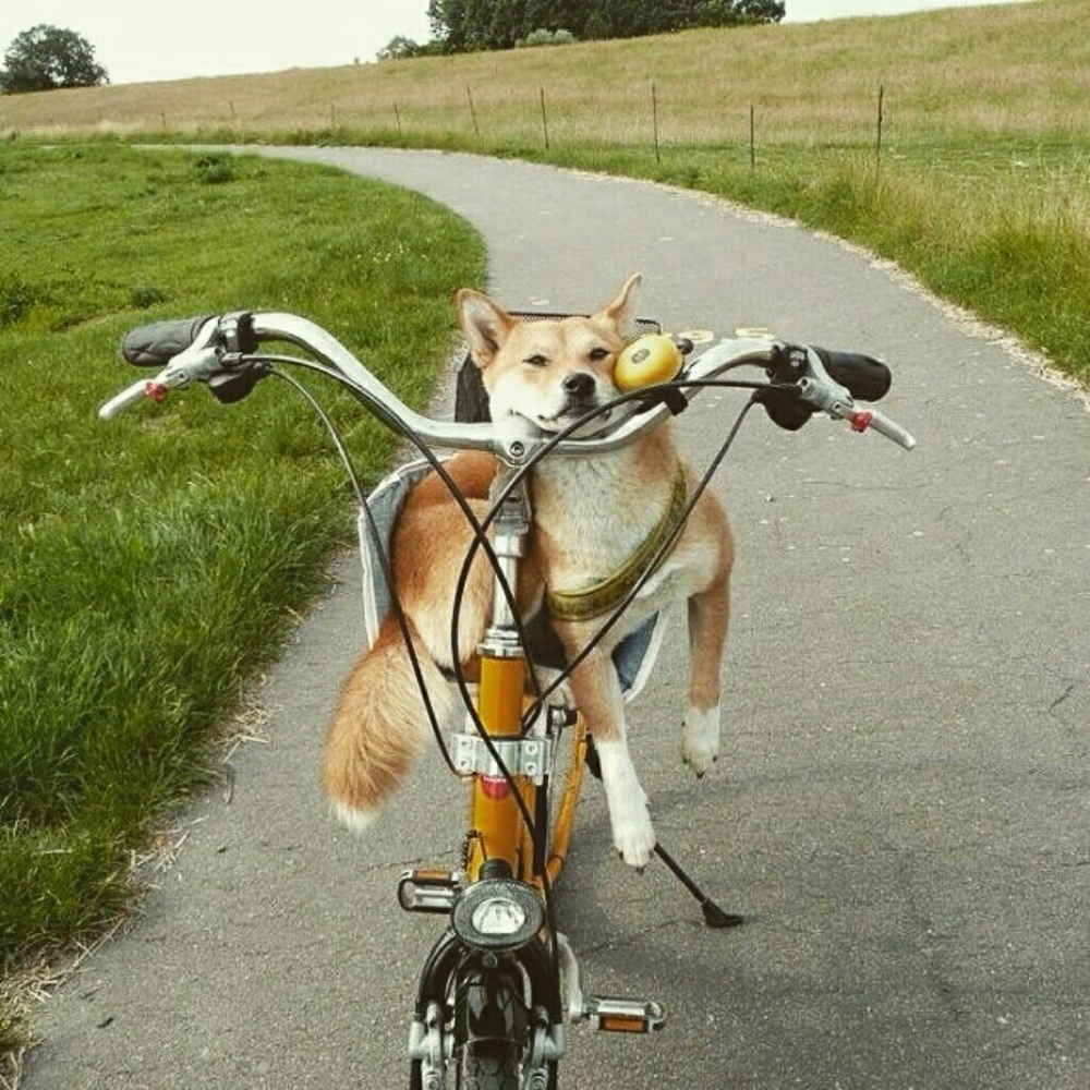 Meet your Posher, Angie