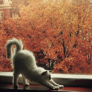 Meet your Posher, Rose