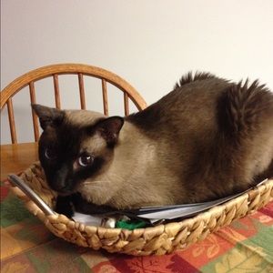 Meet your Posher, Bonnie