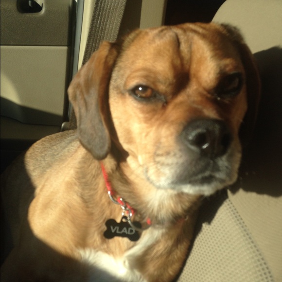 Meet your Posher, Lara - Picture 1 of 1