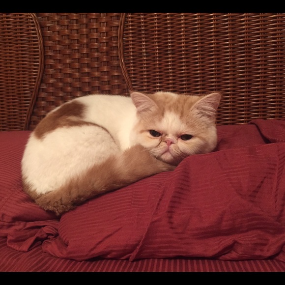 Other - Cat for sale